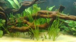 Pflanzen im Aquarium Orilla del rio Aufgelöst