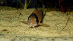 Besatz im Aquarium Orilla del rio Aufgelöst