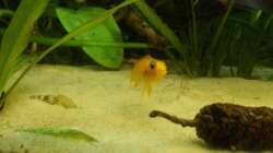 Schau mir in die Augen Kleines =)