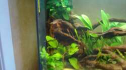 Pflanzen im Aquarium Orilla del rio Aufgelöst