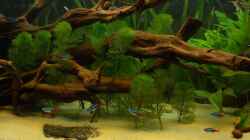 Pflanzen im Aquarium Orilla del rio Aufgelöst