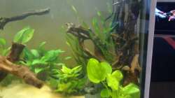 Pflanzen im Aquarium Orilla del rio Aufgelöst