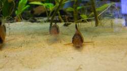 Besatz im Aquarium Orilla del rio Aufgelöst