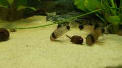 Besatz im Aquarium Orilla del rio Aufgelöst