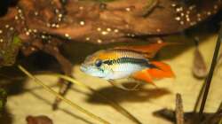 Besatz im Aquarium Orilla del rio Aufgelöst