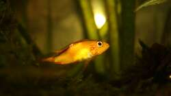 Besatz im Aquarium Orilla del rio Aufgelöst