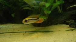 Besatz im Aquarium Orilla del rio Aufgelöst