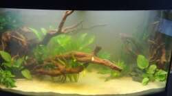 26.08.2011 noch ziemlich trübe