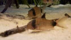 Besatz im Aquarium Orilla del rio Aufgelöst