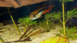 Besatz im Aquarium Orilla del rio Aufgelöst