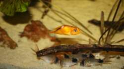 Besatz im Aquarium Orilla del rio Aufgelöst