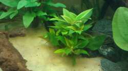 Pflanzen im Aquarium Orilla del rio Aufgelöst