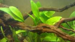 Pflanzen im Aquarium Orilla del rio Aufgelöst