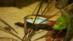 Besatz im Aquarium Orilla del rio Aufgelöst