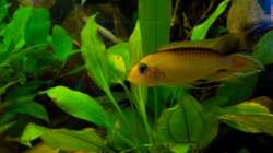 Besatz im Aquarium Orilla del rio Aufgelöst