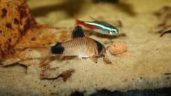 Besatz im Aquarium Orilla del rio Aufgelöst