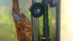 Technik im Aquarium Orilla del rio Aufgelöst