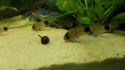 Besatz im Aquarium Orilla del rio Aufgelöst