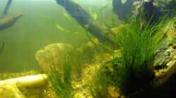 Pflanzen im Aquarium Stream Banks In West Africa