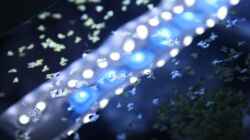 LED Cool White, blau mittig, Spiegelung in der Wasserobefläche
