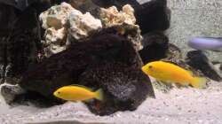 Besatz im Aquarium Marcos Malawis