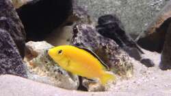 Besatz im Aquarium Marcos Malawis