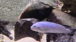 Besatz im Aquarium Marcos Malawis