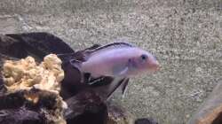 Besatz im Aquarium Marcos Malawis