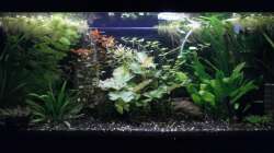 Aquarium Wilder Mix...aber mir gefällts