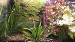 Besatz im Aquarium Wilder Mix...aber mir gefällts