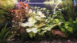 Pflanzen im Aquarium Wilder Mix...aber mir gefällts