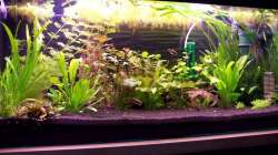 Aquarium Wilder Mix...aber mir gefällts