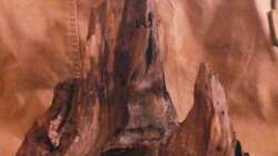 Dekoration im Aquarium Wilder Mix...aber mir gefällts