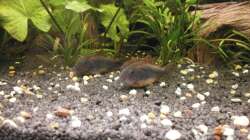 Besatz im Aquarium Wilder Mix...aber mir gefällts