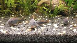 Besatz im Aquarium Wilder Mix...aber mir gefällts