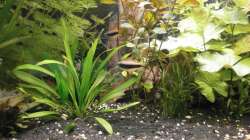 Besatz im Aquarium Wilder Mix...aber mir gefällts