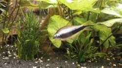 Besatz im Aquarium Wilder Mix...aber mir gefällts