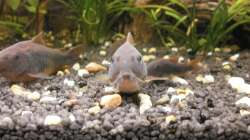 Besatz im Aquarium Wilder Mix...aber mir gefällts