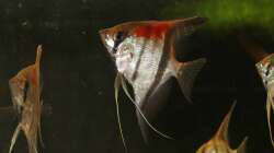 Besatz im Aquarium Gesellschaft 180