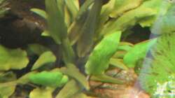 Pflanzen im Aquarium Gesellschaft 180