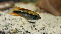 Besatz im Aquarium Gesellschaft 180