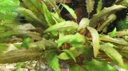 Pflanzen im Aquarium Gesellschaft 180