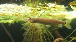 Besatz im Aquarium Gesellschaft 180