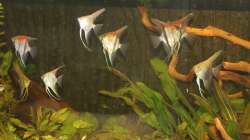 Besatz im Aquarium Gesellschaft 180