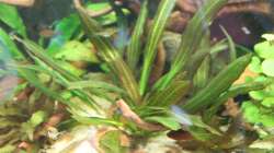 Pflanzen im Aquarium Gesellschaft 180