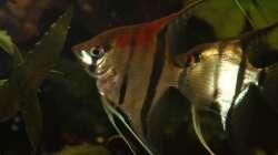 Besatz im Aquarium Gesellschaft 180