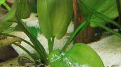 Pflanzen im Aquarium Gesellschaft 180