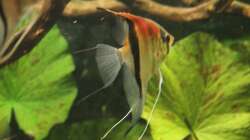 Besatz im Aquarium Gesellschaft 180