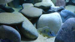 Dekoration im Aquarium Becken 2054