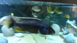 Taeniochromis holotainia